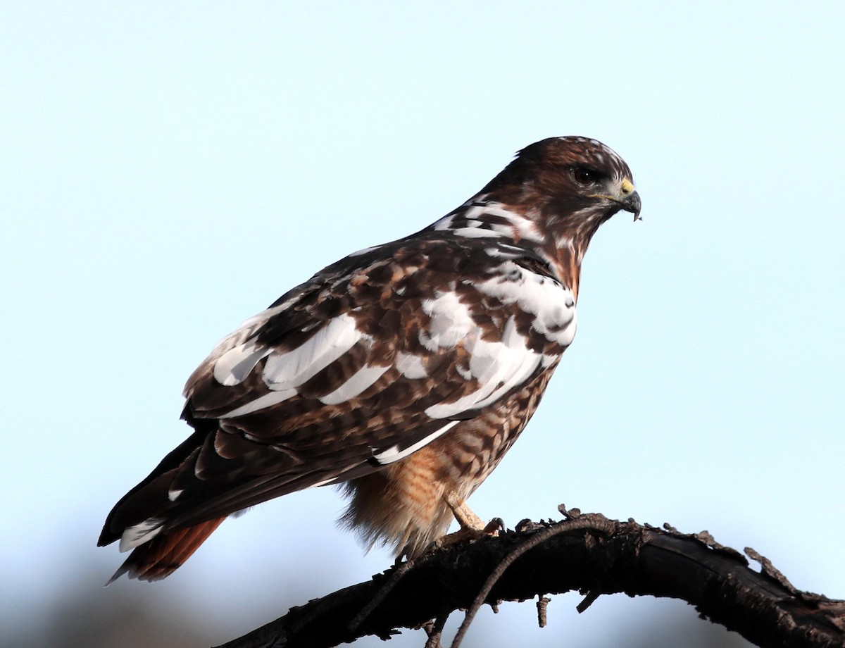 Red-tailed Hawk - ML285653171