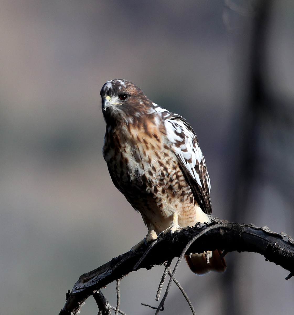 Red-tailed Hawk - ML285653181