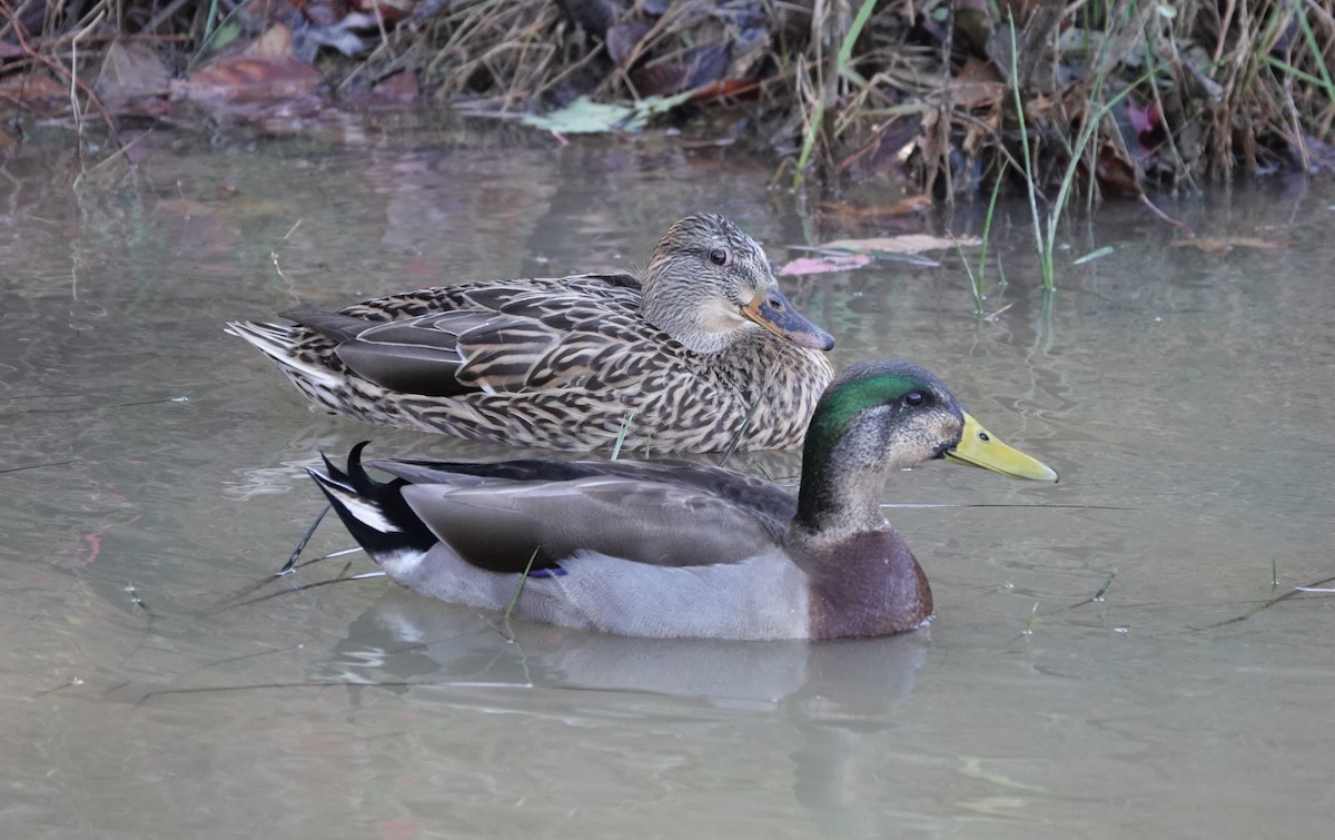 Mallard - ML285653541