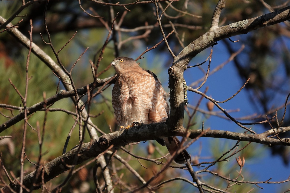 Cooper's Hawk - ML285653591