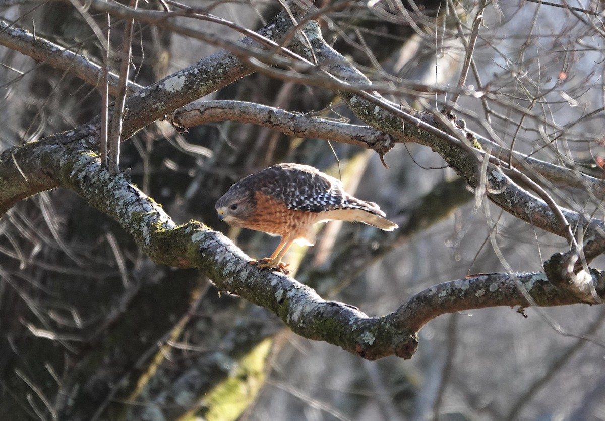 Red-shouldered Hawk - ML285653611