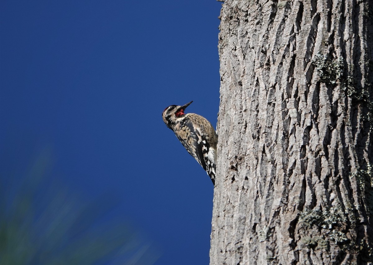 Yellow-bellied Sapsucker - ML285653671