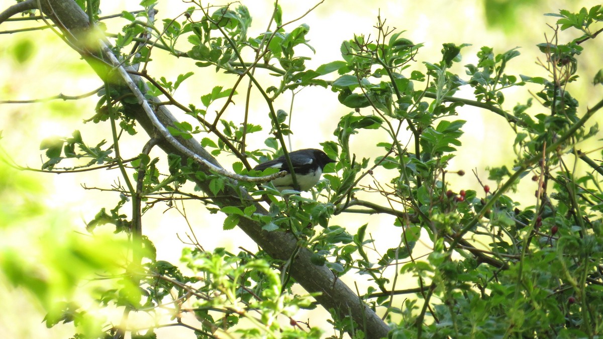 Black-throated Blue Warbler - ML28565421