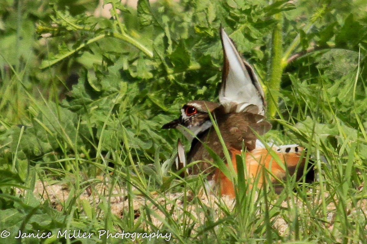 Killdeer - ML28565431