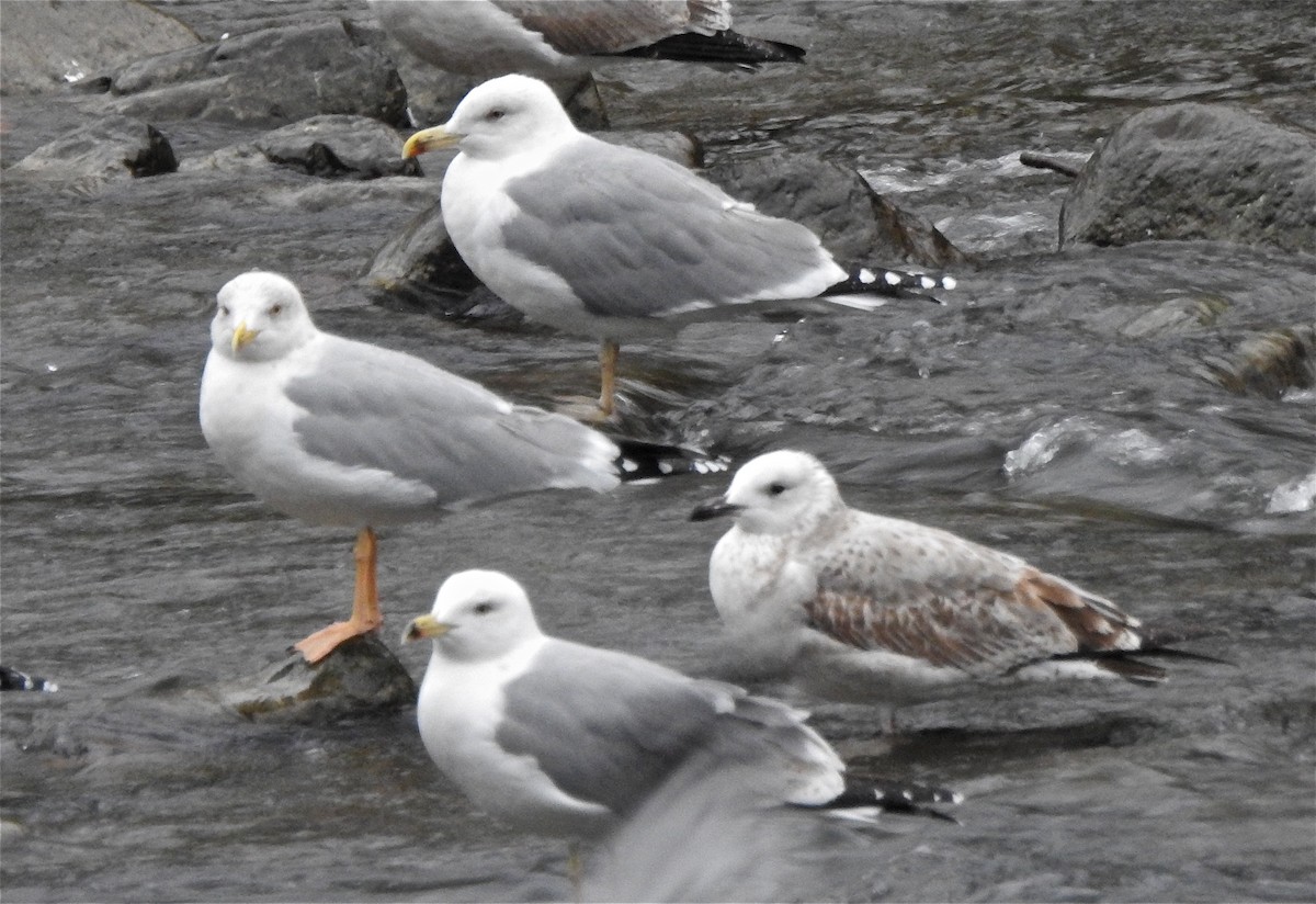 Caspian Gull - Nekane Garcia