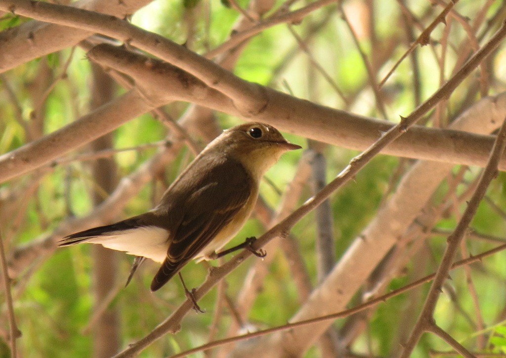 Red-breasted Flycatcher - ML285654471