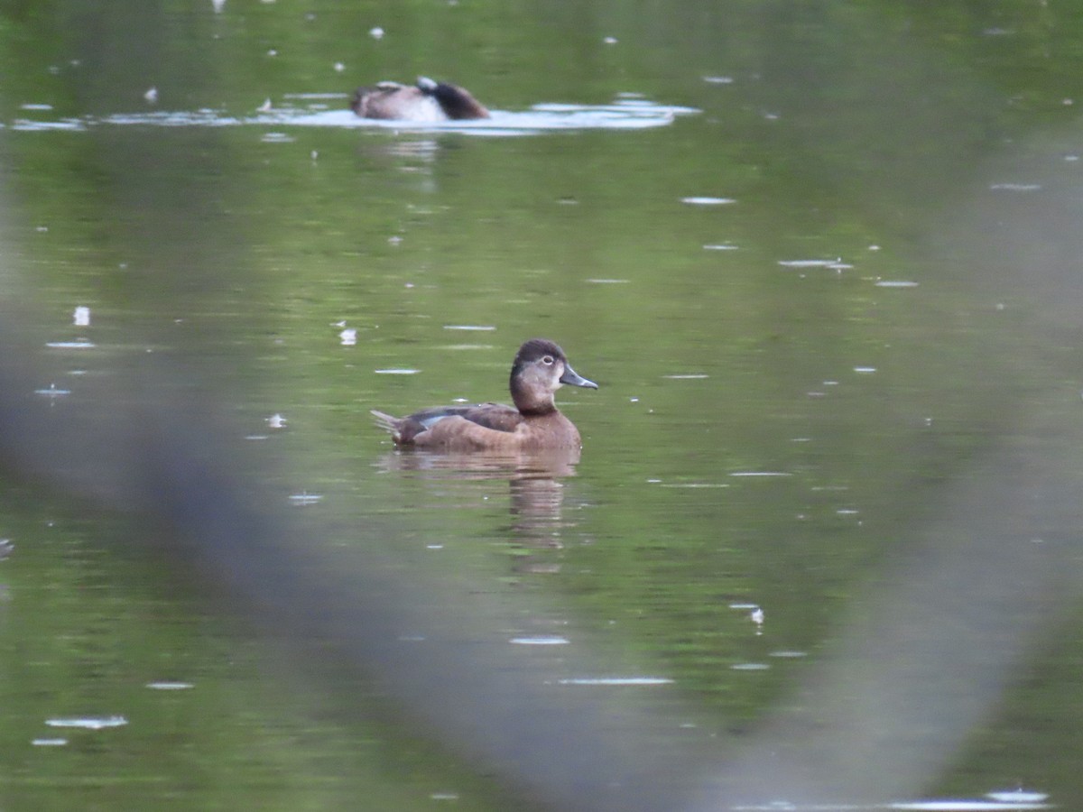 Ring-necked Duck - ML285654781