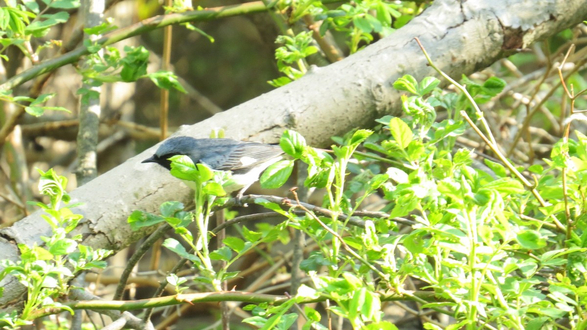 Black-throated Blue Warbler - ML28565501