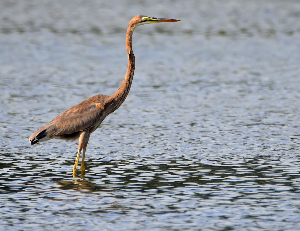 Purple Heron - ML285655071