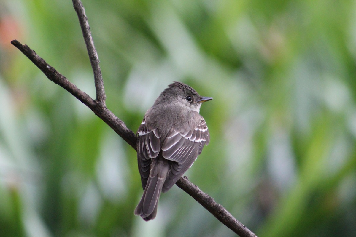 Western Wood-Pewee - ML285655661