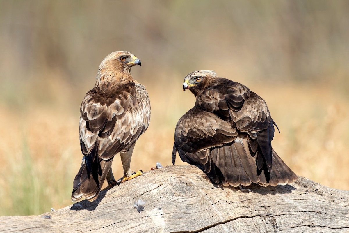 Booted Eagle - Ana  Mendes do Carmo