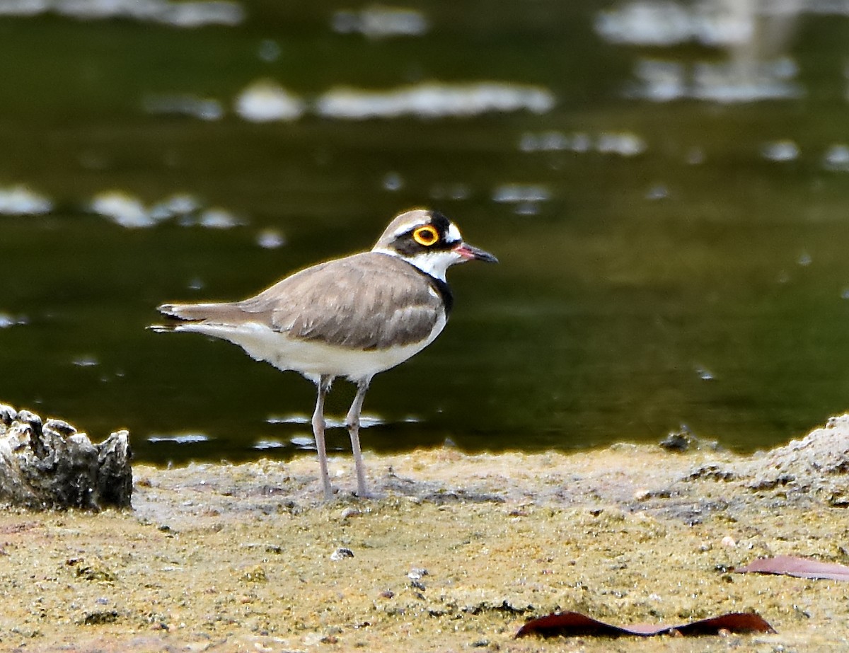 Little Ringed Plover - ML285656361