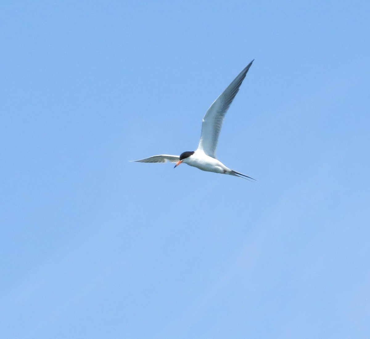 Forster's Tern - Rick Saxton