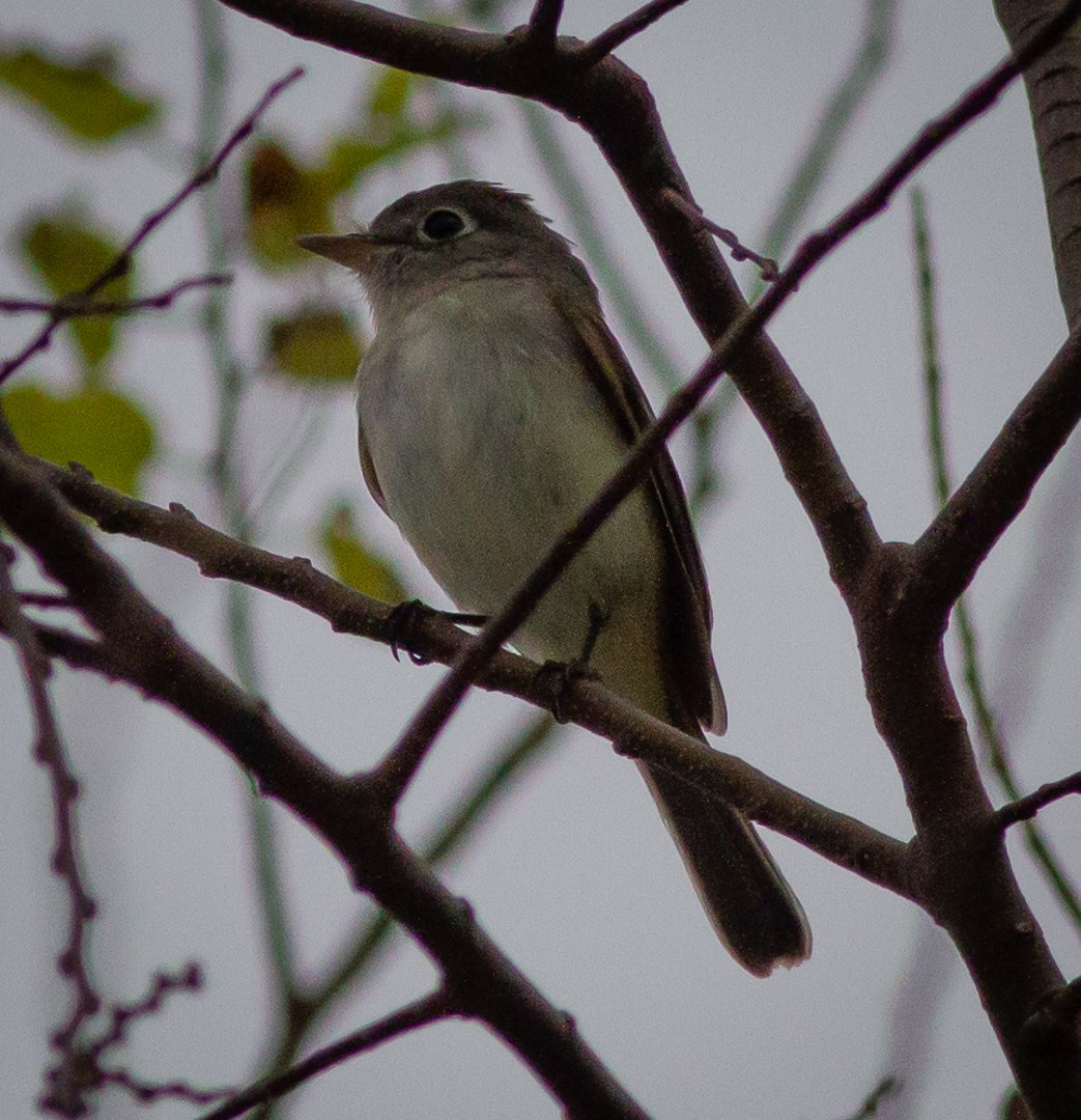 Least Flycatcher - Greg Schrader