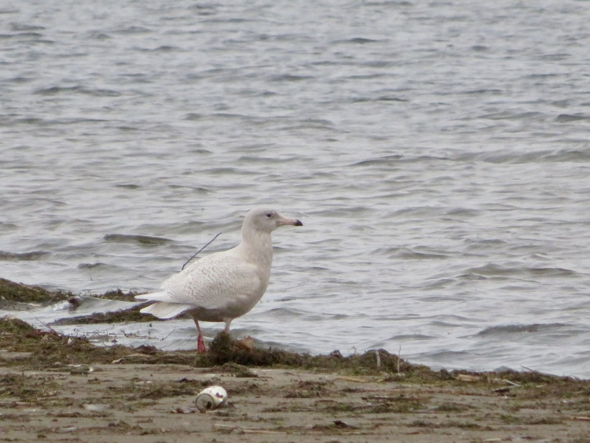 Glaucous Gull - karl  schmidt