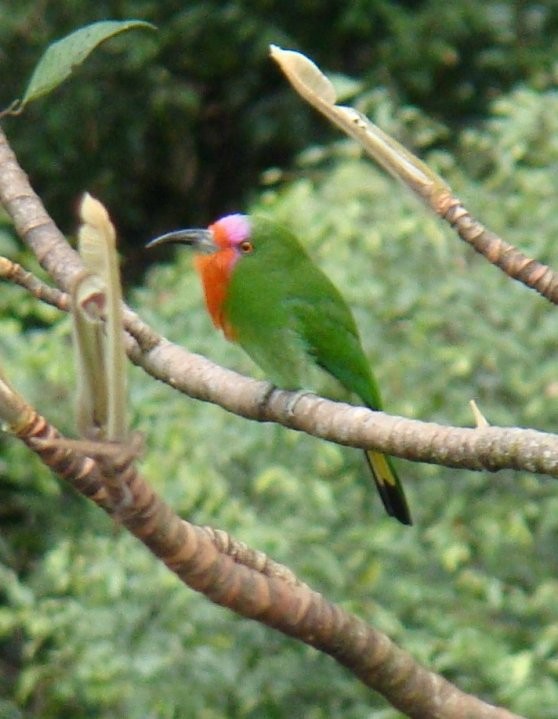 Red-bearded Bee-eater - ML285661541