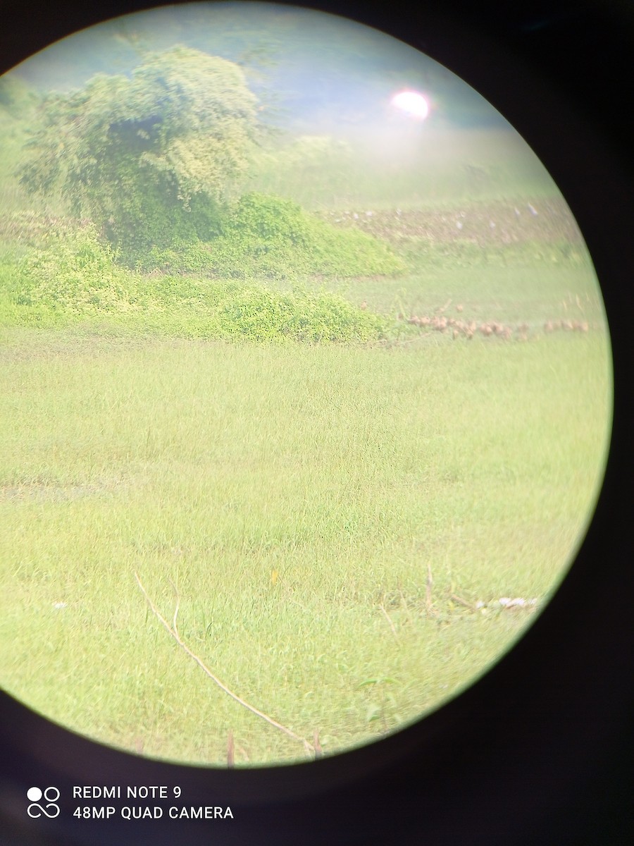 Lesser Whistling-Duck - ML285662371