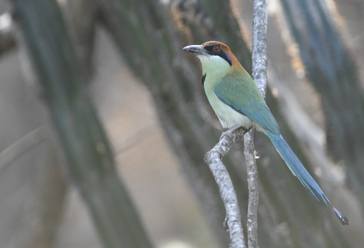 Russet-crowned Motmot - ML285663721