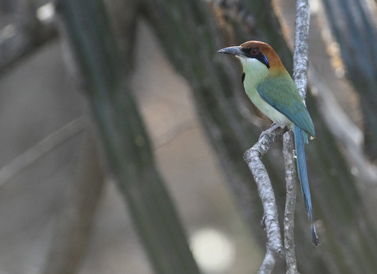 Russet-crowned Motmot - ML285663761