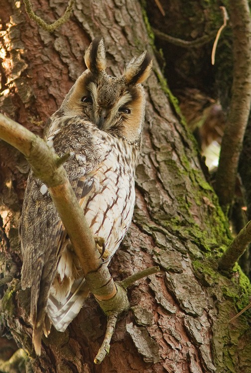 Long-eared Owl - ML285664351
