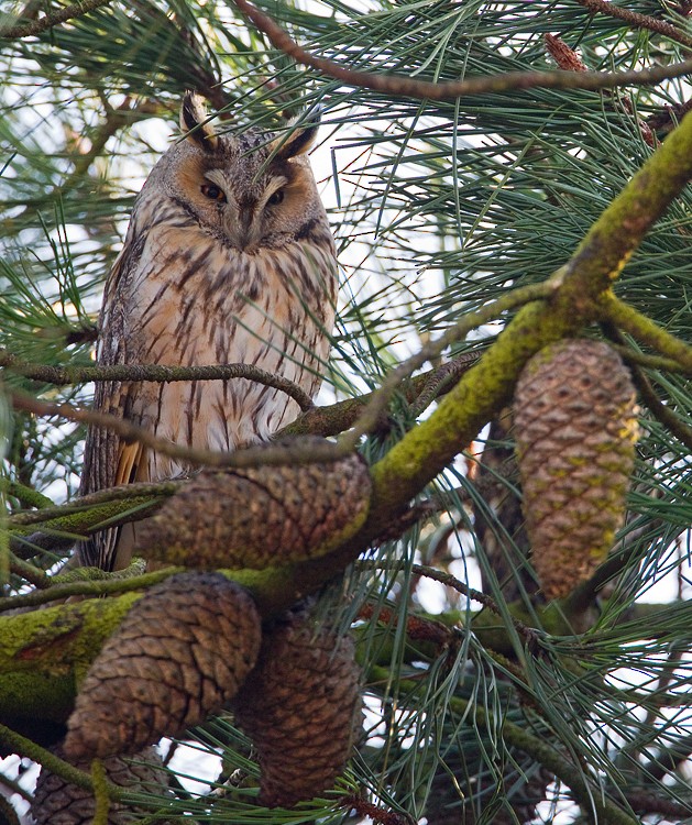 Long-eared Owl - ML285664371