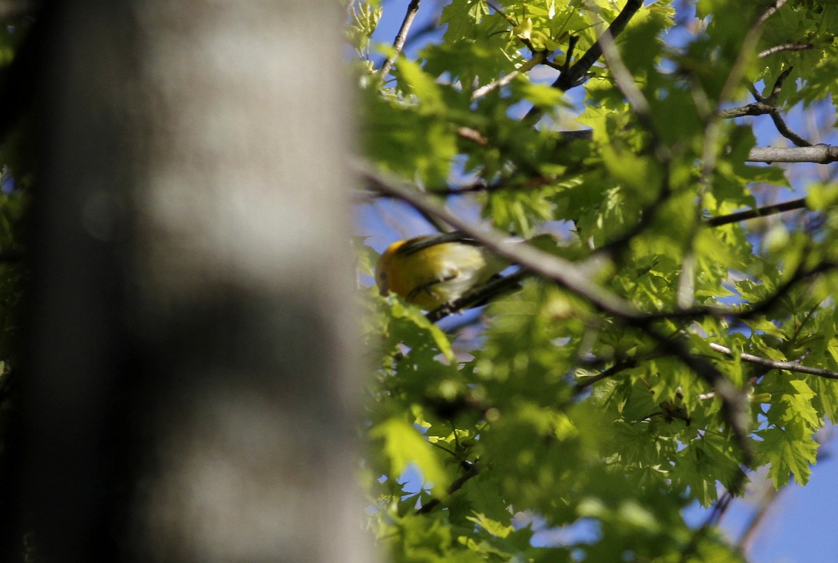 Prothonotary Warbler - Miles Brengle