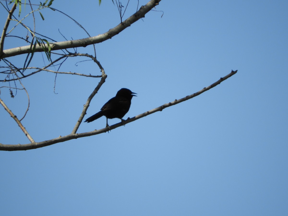 Variable Oriole - ML285665611