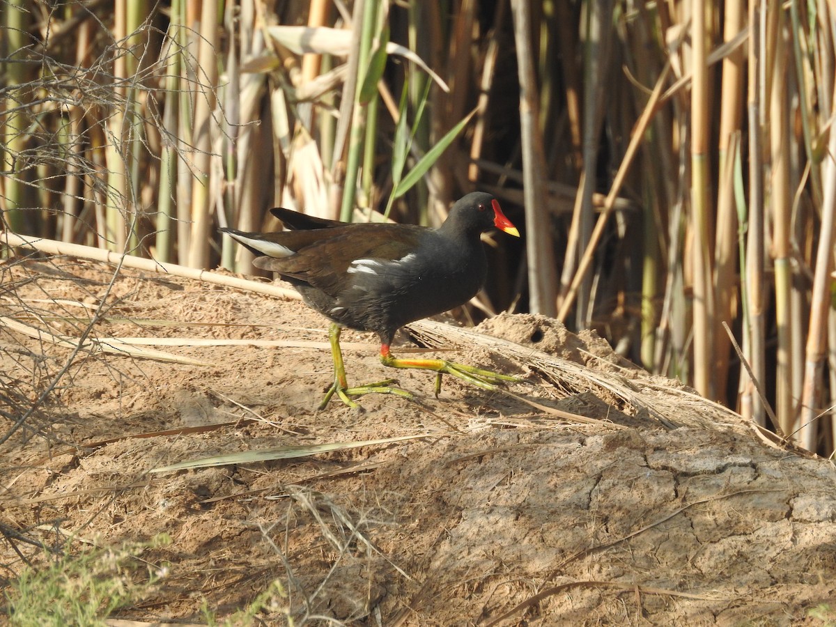 Eurasian Moorhen - ML285669301