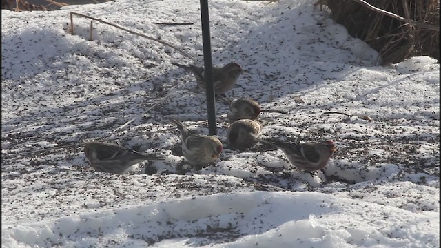 Hoary Redpoll (exilipes) - ML285669551