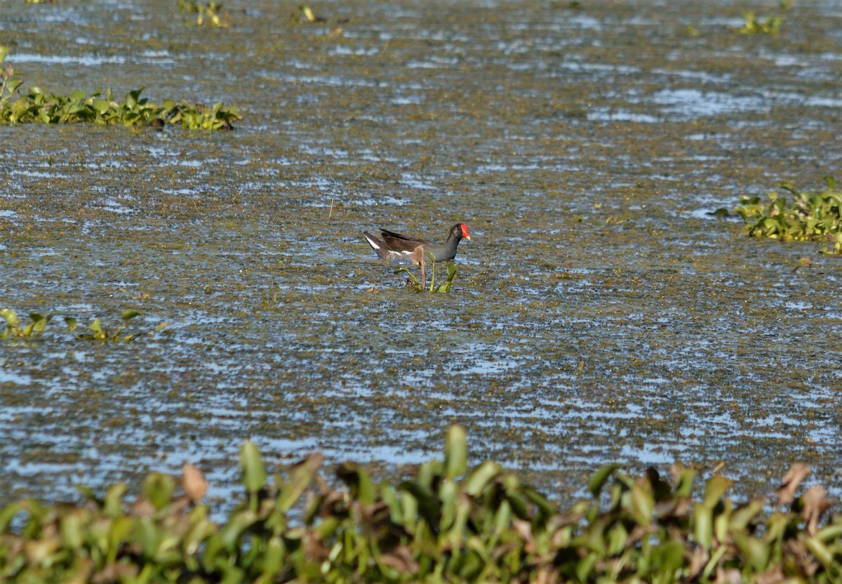 Common Gallinule - ML285670661