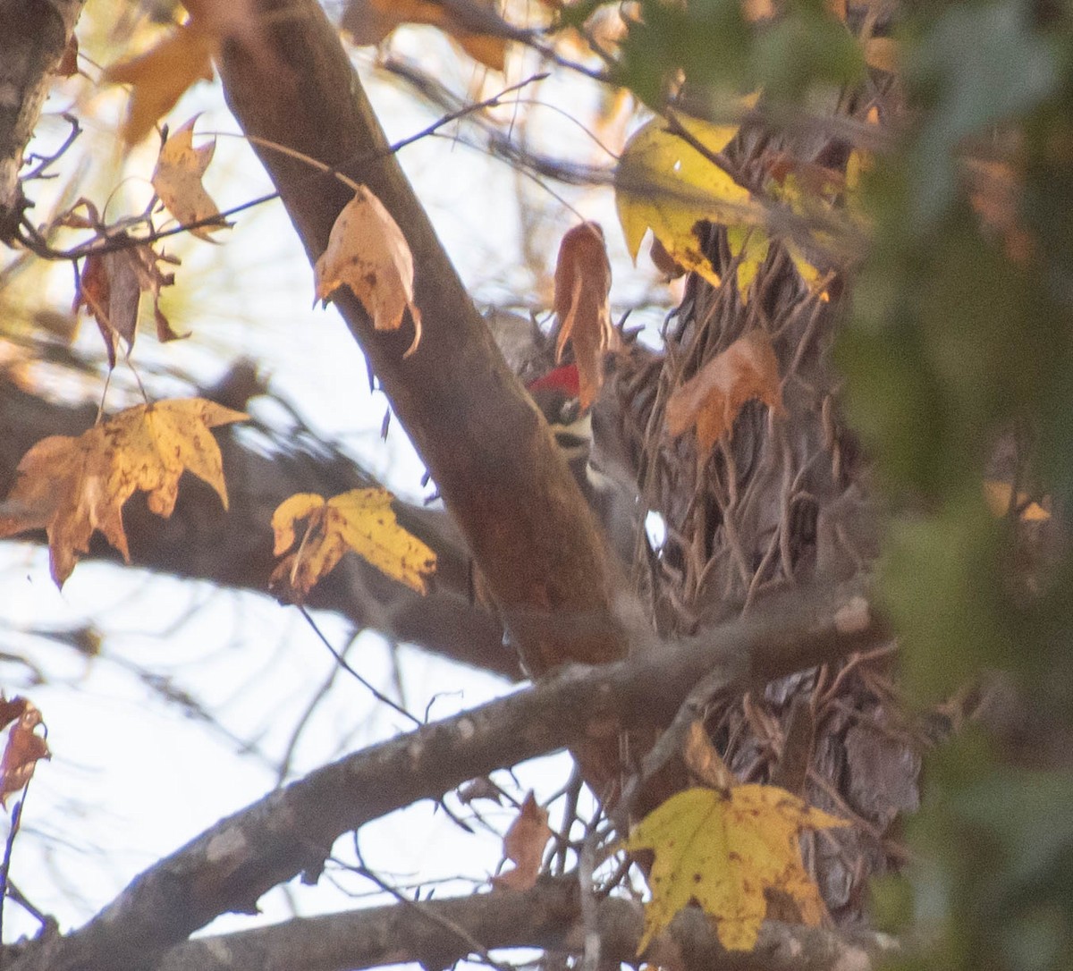 Pileated Woodpecker - ML285671431