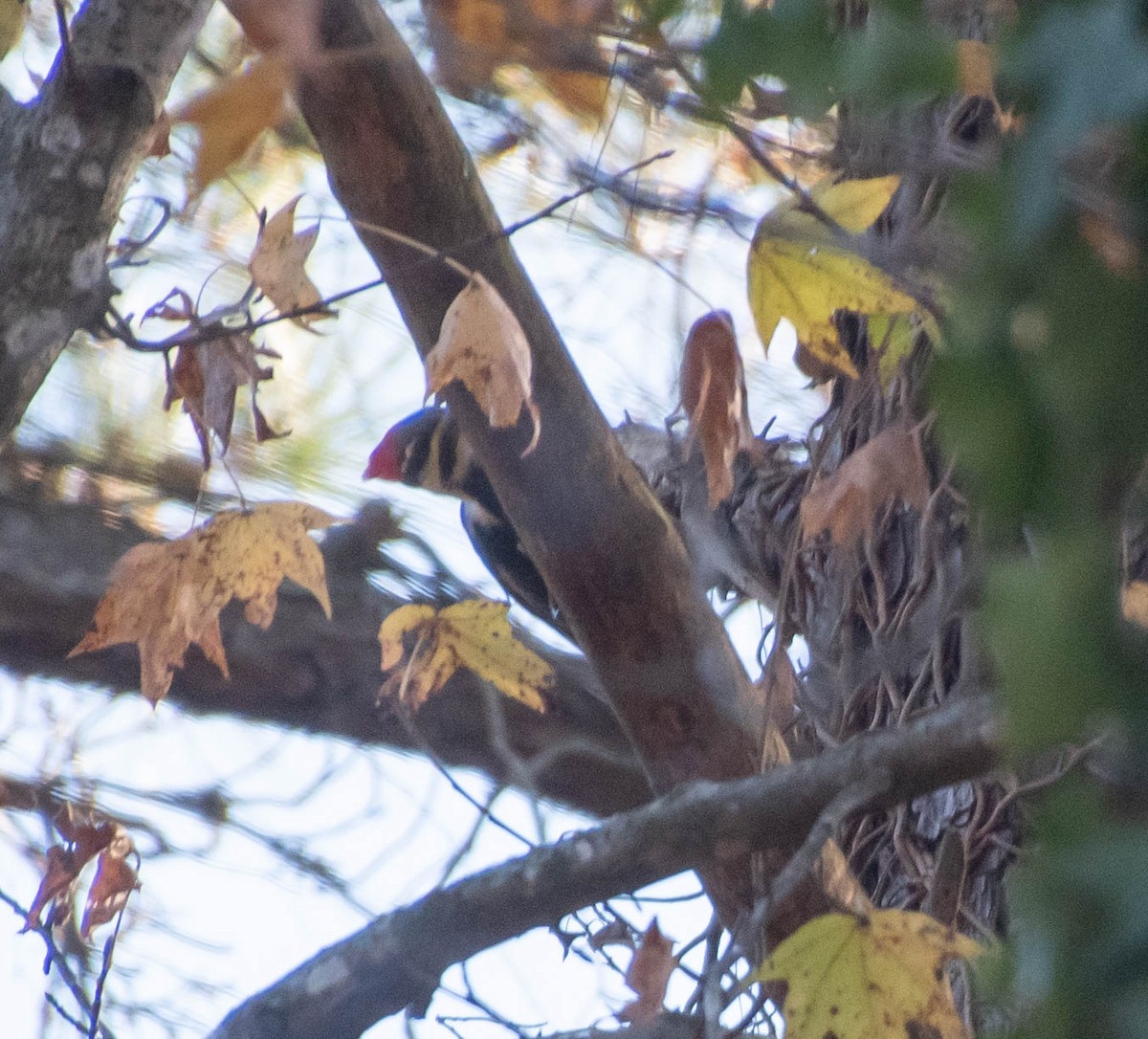 Pileated Woodpecker - ML285671441