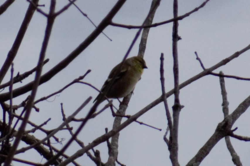 American Goldfinch - Karin Sparrow