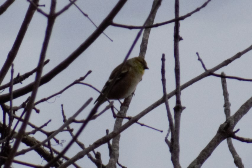 American Goldfinch - ML285671501