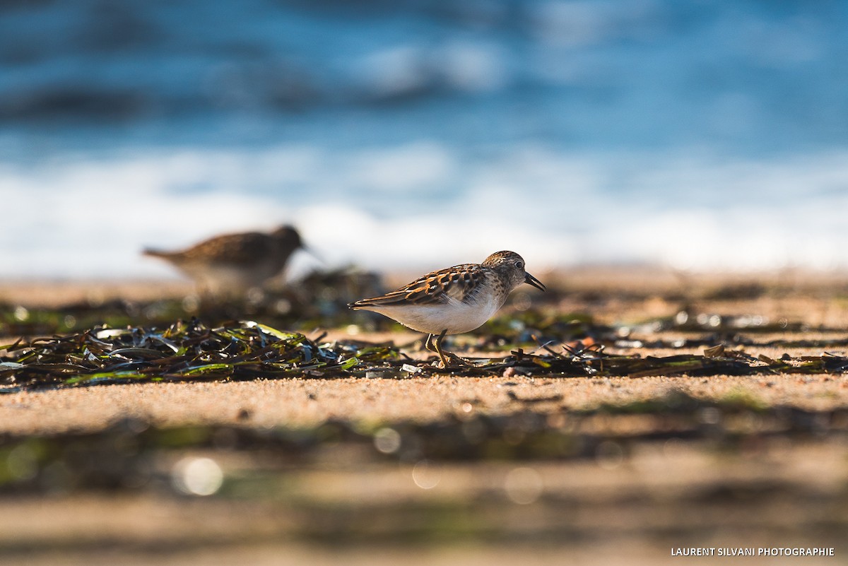 Least Sandpiper - ML285673051