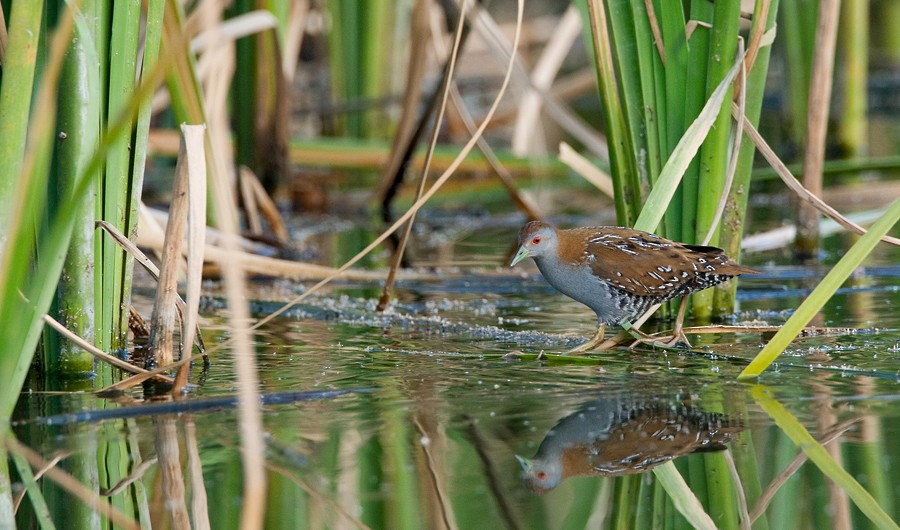 Baillon's Crake (Western) - Paul Cools