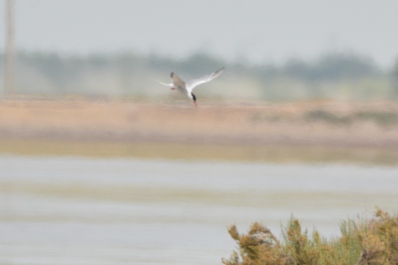 Common Tern - ML285674571