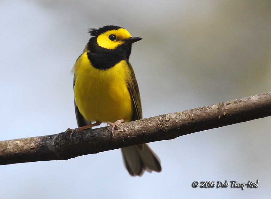 Hooded Warbler - Deborah Kral