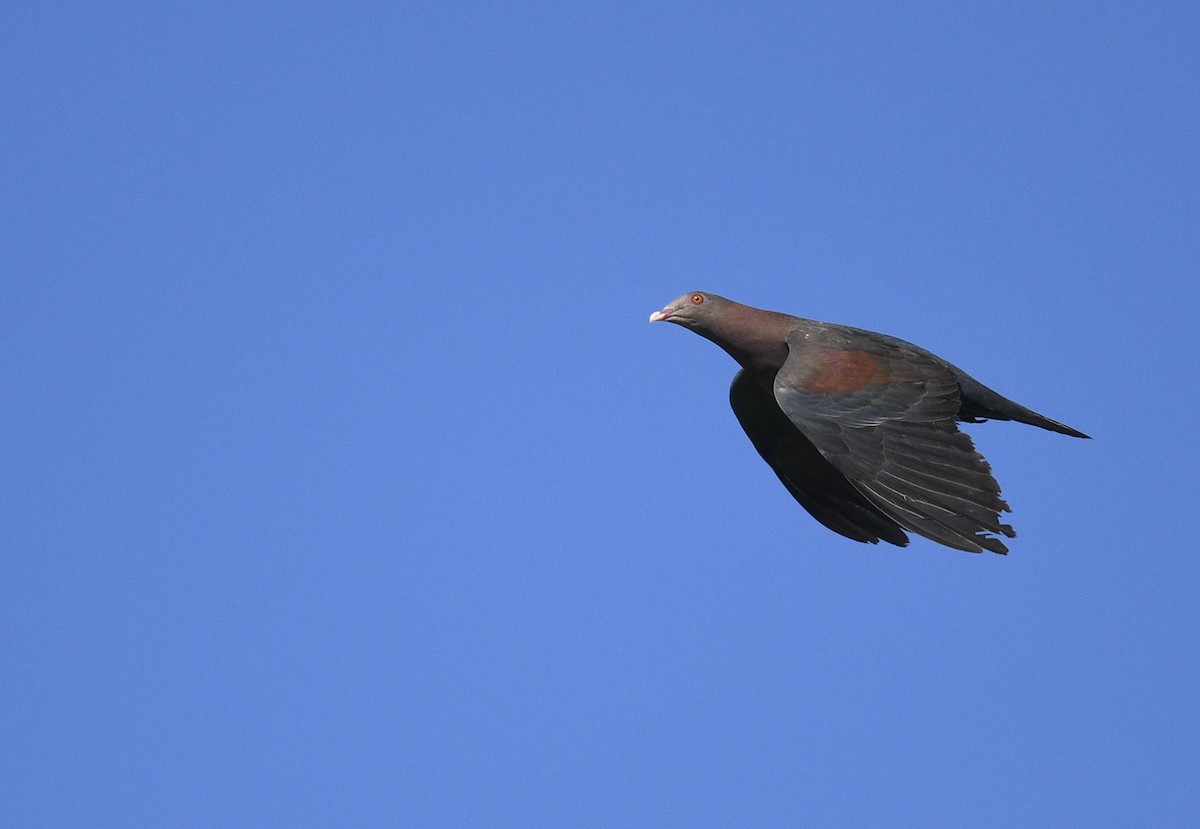 Red-billed Pigeon - Rob Cahill