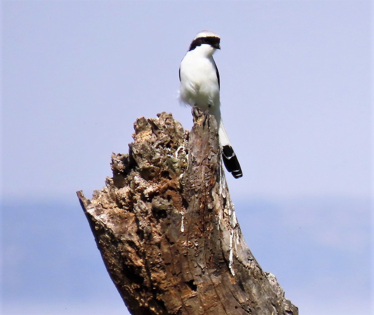 Gray-backed Fiscal - ML285678601