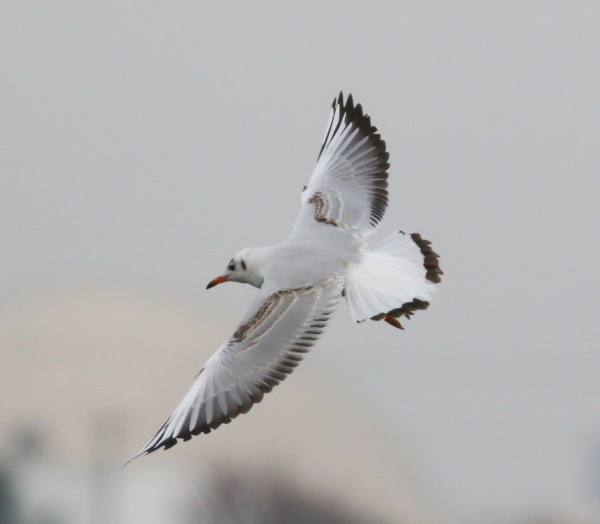 Mouette rieuse - ML285678741