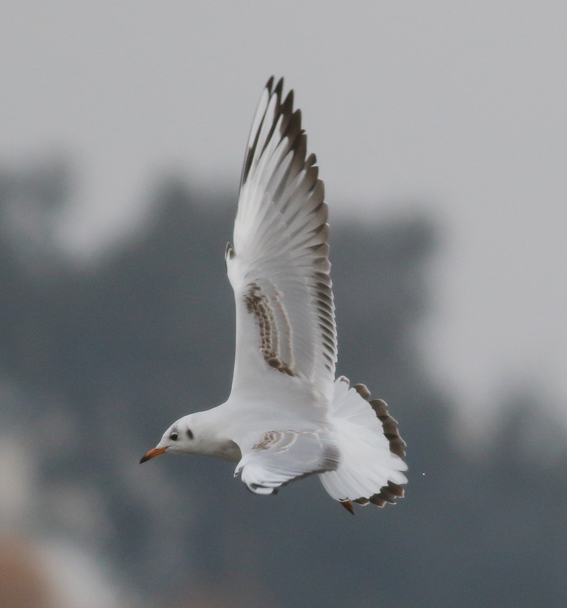 Mouette rieuse - ML285678791