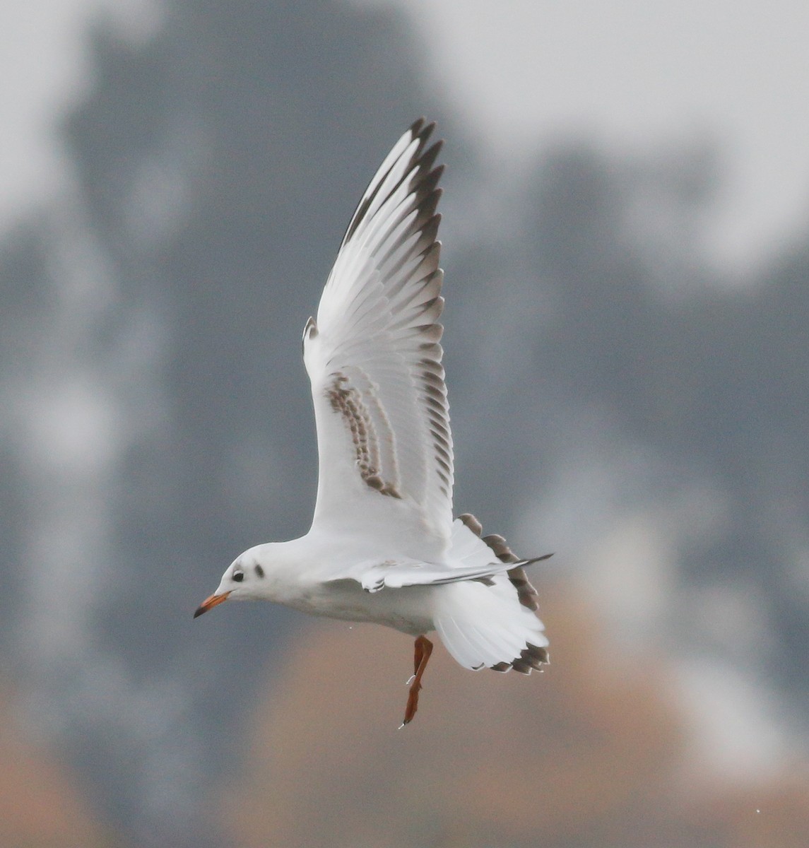 Mouette rieuse - ML285678831