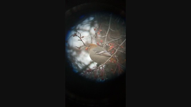 Нарсны шүршүү - ML285679031