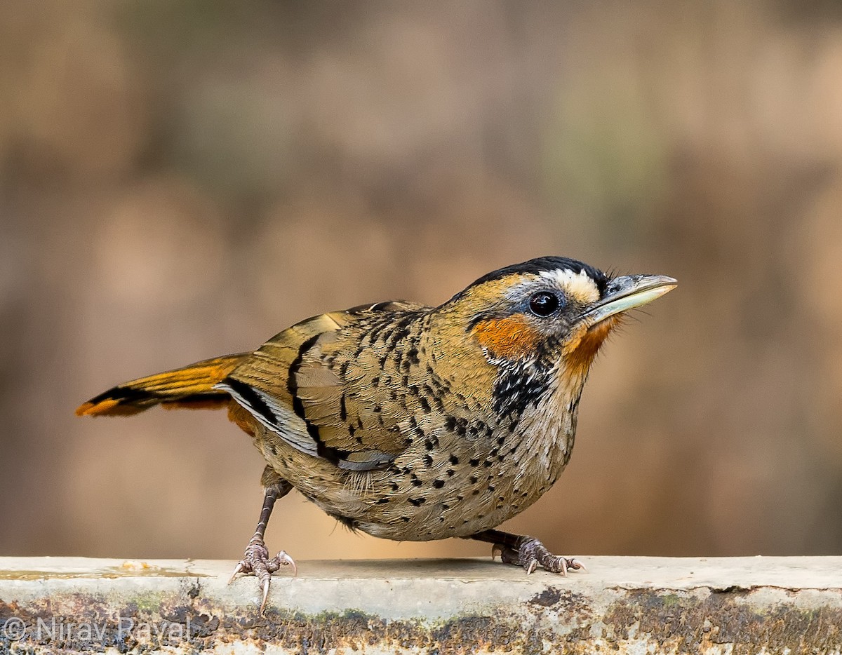 Rufous-chinned Laughingthrush - Nirav Raval