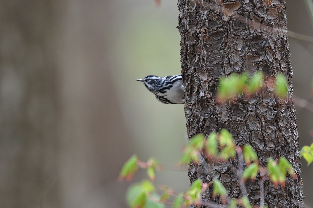 Black-and-white Warbler - ML28568241