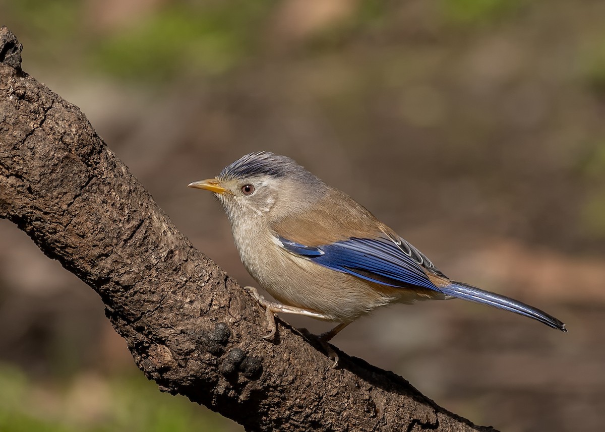 Blue-winged Minla - Nirav Raval