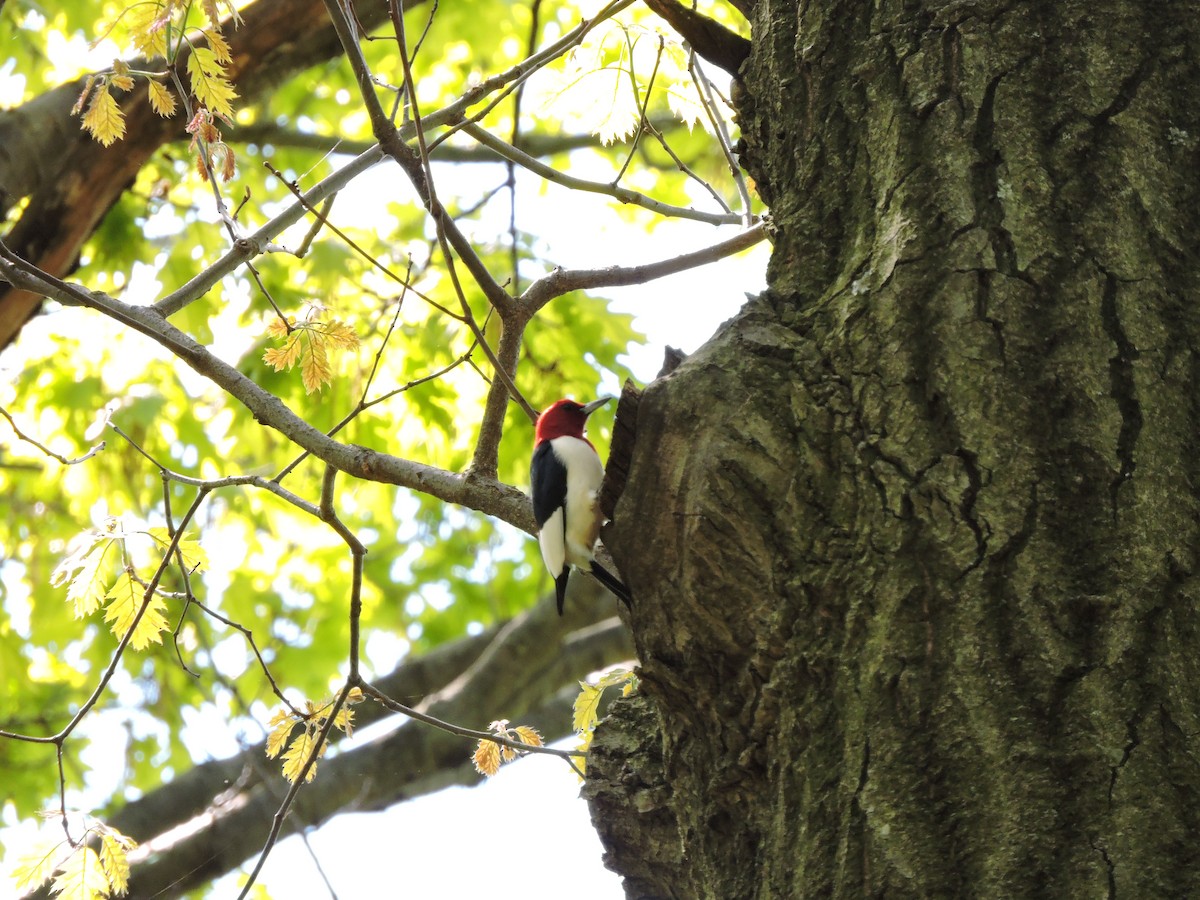 Red-headed Woodpecker - ML28568301