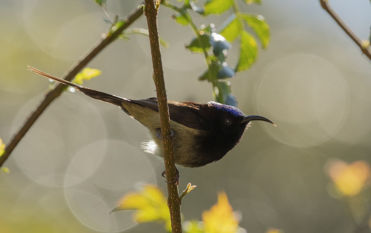 Black-throated Sunbird - ML285683841