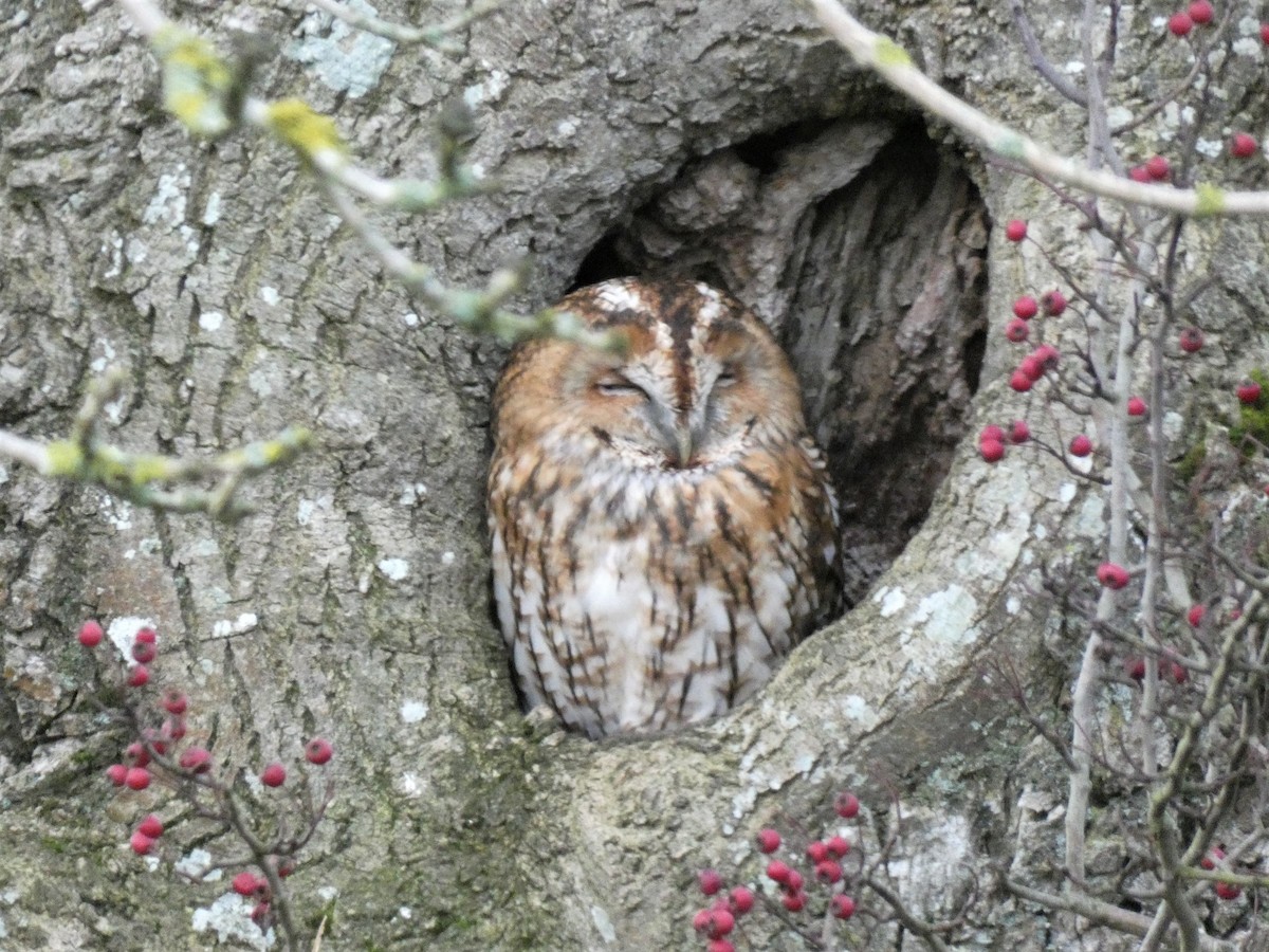 Tawny Owl - ML285684561